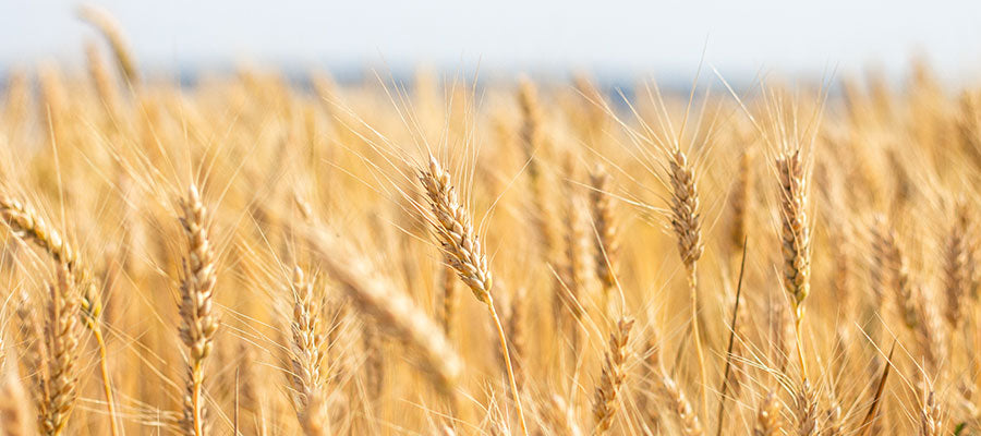 montana wheat field