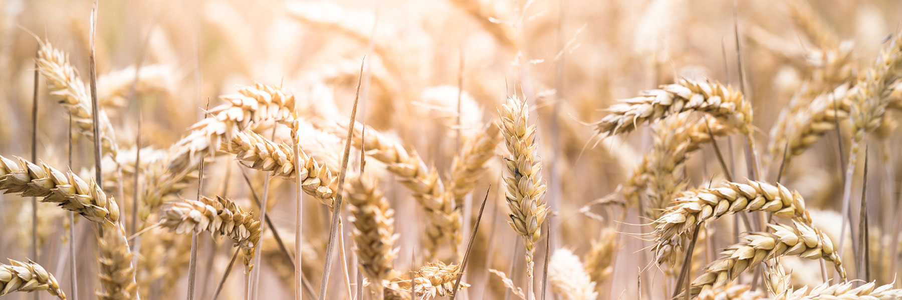 close up wheat field
