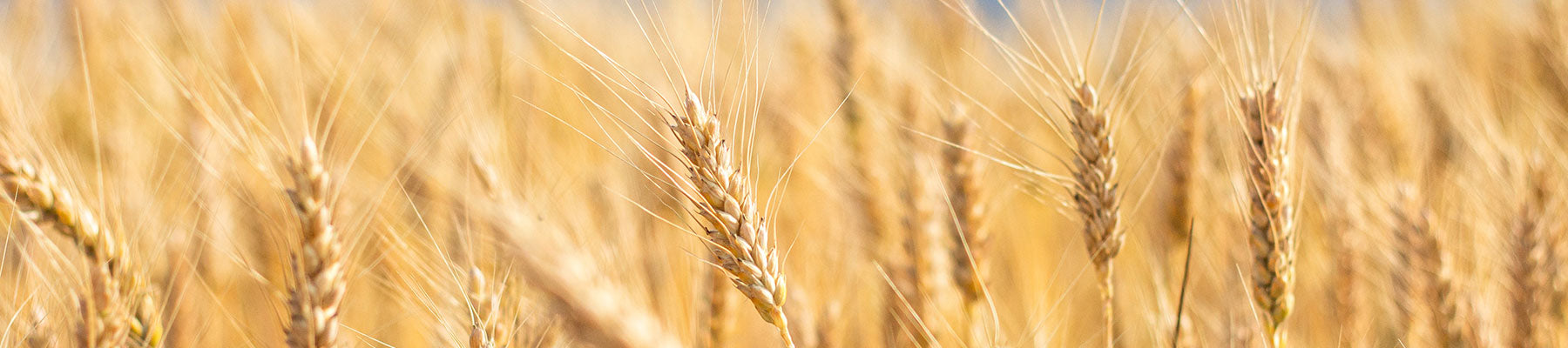 montana wheat field